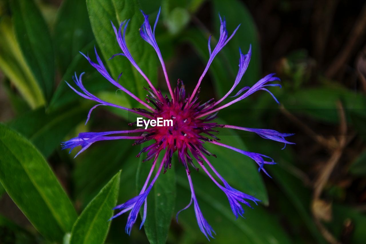 CLOSE-UP OF PURPLE FLOWER