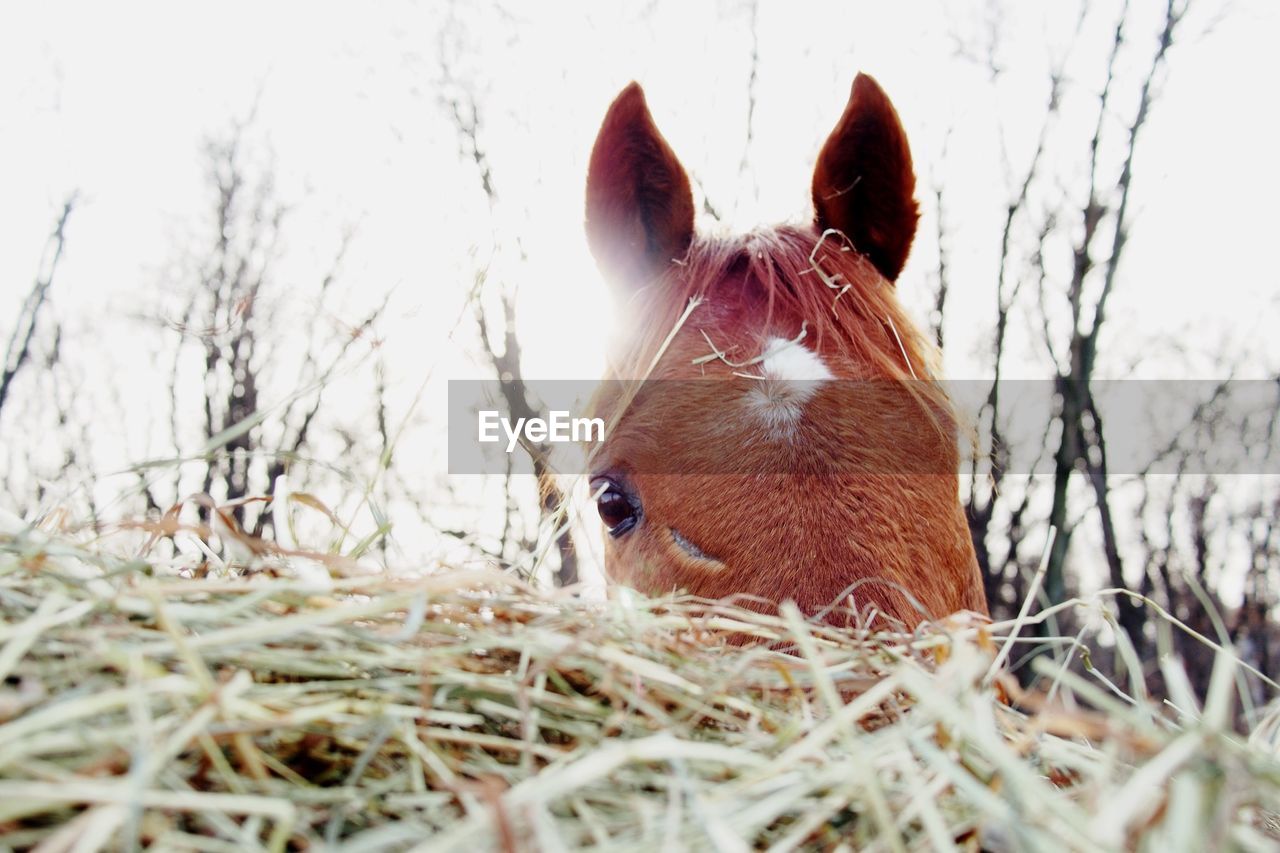 CLOSE-UP OF HORSE ON GRASS