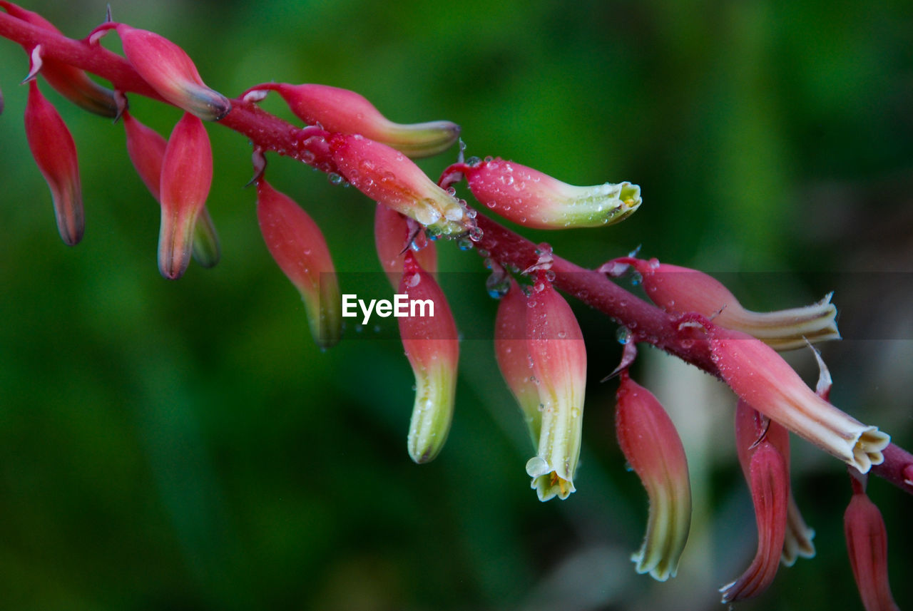 Close-up of wet red flowering plant