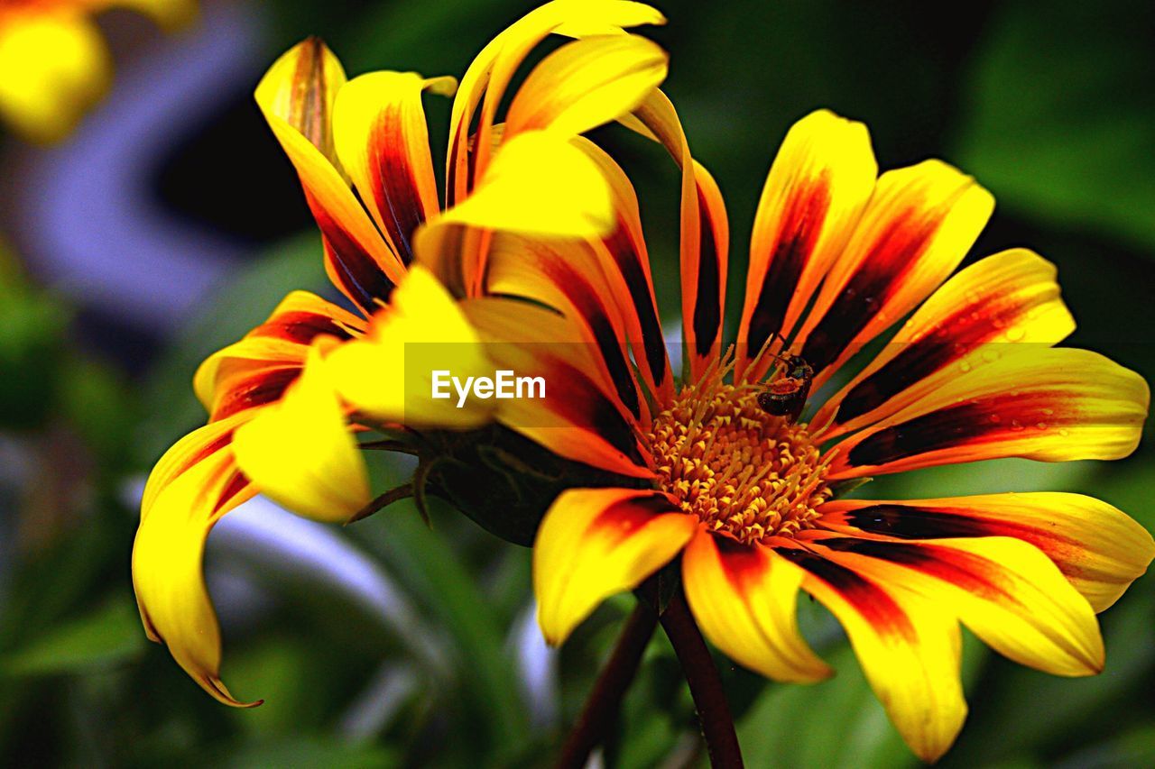 Close-up of bee pollinating on fresh flower