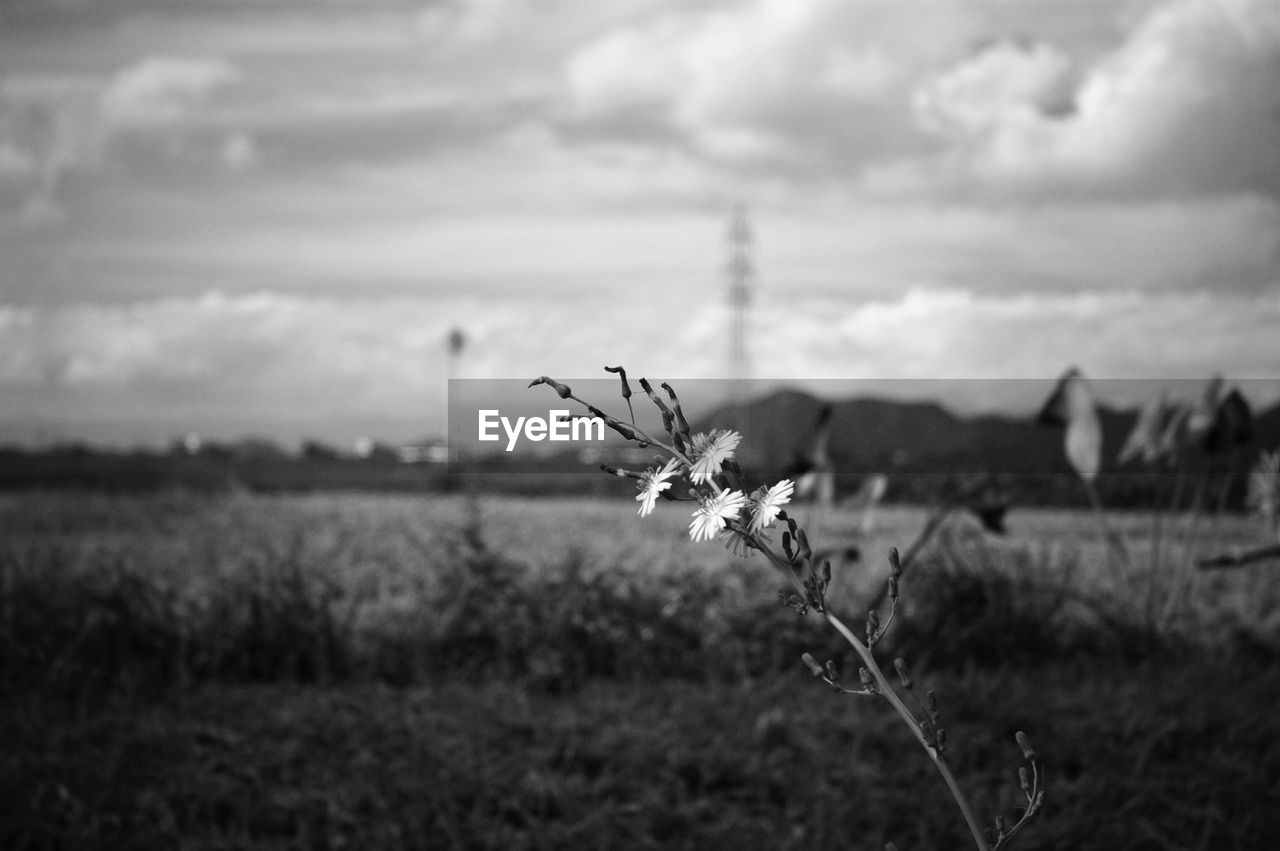 Close-up of flowers growing in field against sky