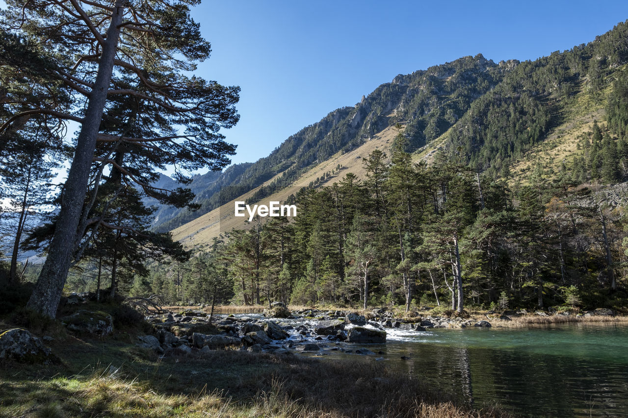 tree, plant, wilderness, water, mountain, scenics - nature, nature, pinaceae, beauty in nature, coniferous tree, pine tree, land, lake, sky, pine woodland, forest, environment, landscape, tranquility, tranquil scene, no people, non-urban scene, travel destinations, travel, mountain range, clear sky, day, tourism, outdoors, transportation, nautical vessel, idyllic, rock, sunny, woodland, blue, mode of transportation, reflection, sunlight, outdoor pursuit, beach, vacation