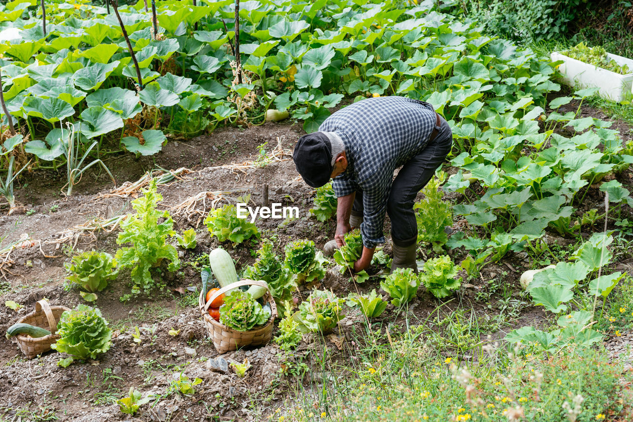 From above middle aged man in casual clothes collecting lettuce near basket with vegetables during work on farm on sunny summer day