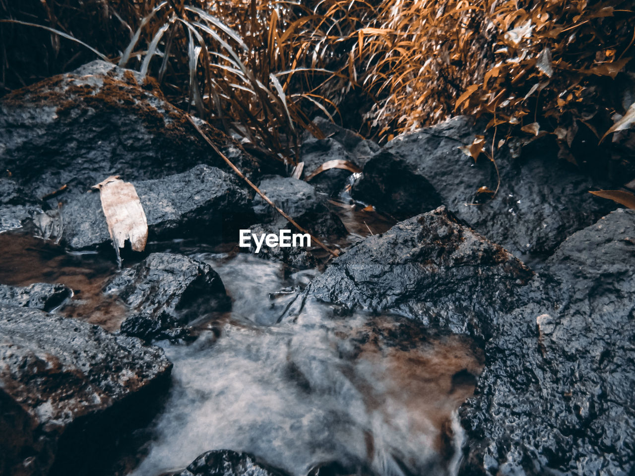 CLOSE-UP OF ROCKS AND PLANTS IN WATER