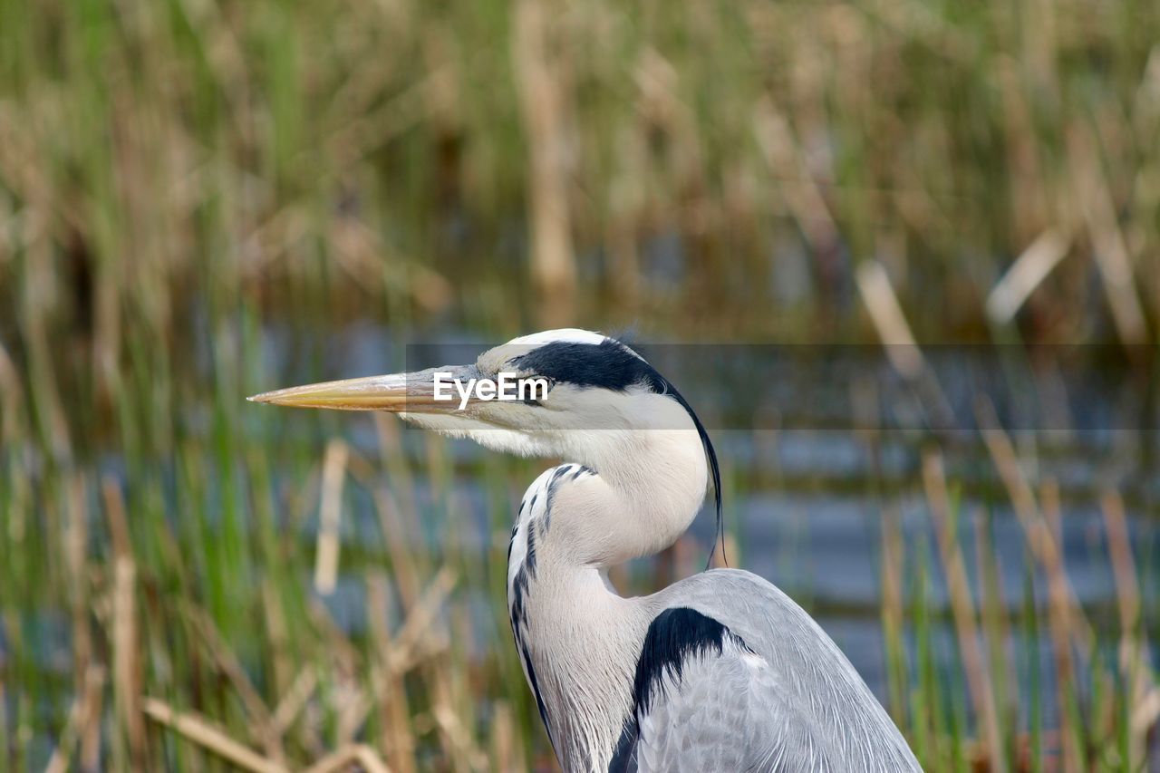 Close-up of gray heron