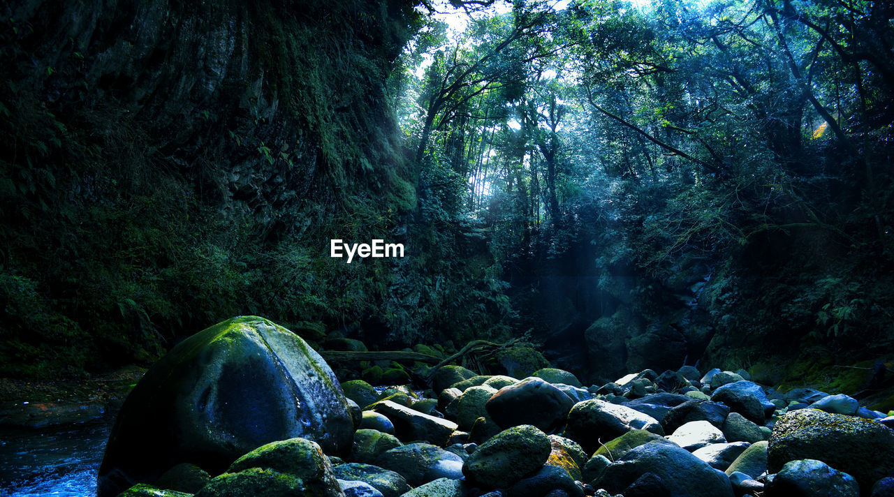 Scenic view of rocks in forest