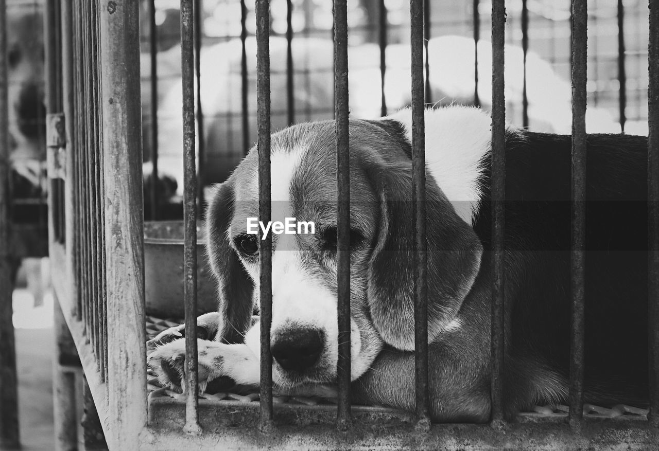 Close-up of dog in cage