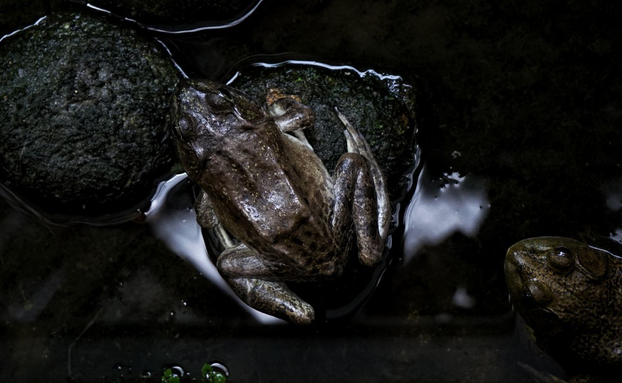 Close-up of frog on a rock