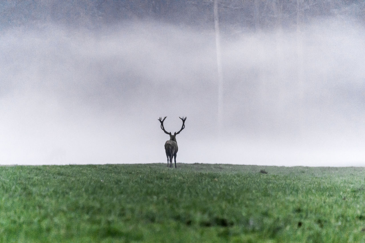 VIEW OF DEER ON FIELD AGAINST SKY