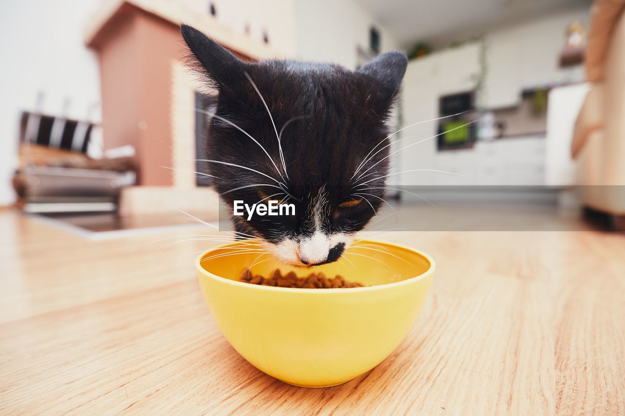 Close-up of cat eating food from bowl at home