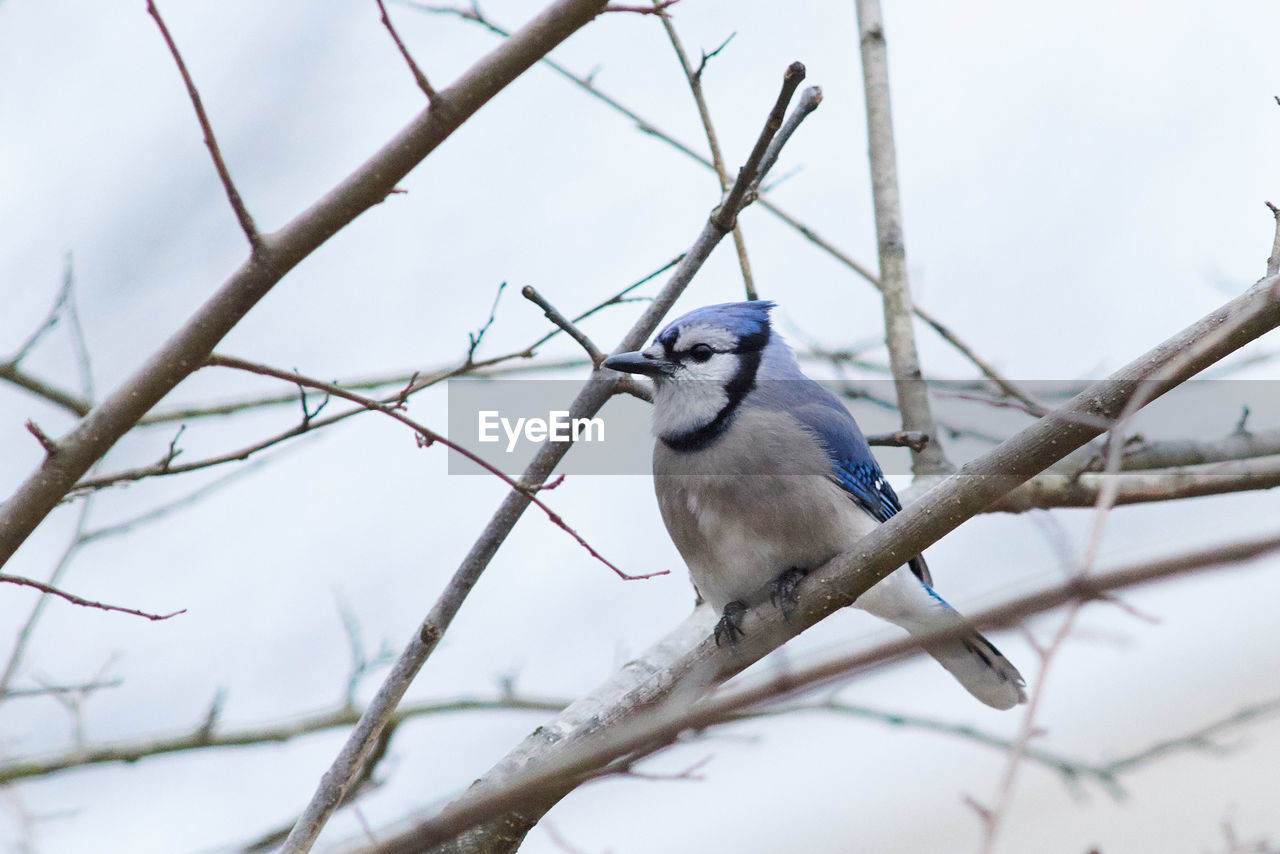 LOW ANGLE VIEW OF BIRD PERCHING ON BARE TREE