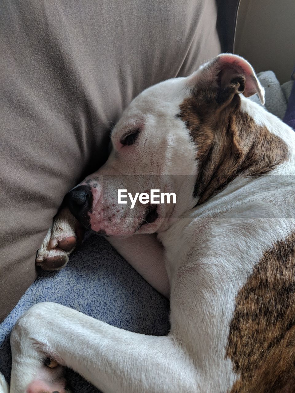 Close-up of dog sleeping on bed at home