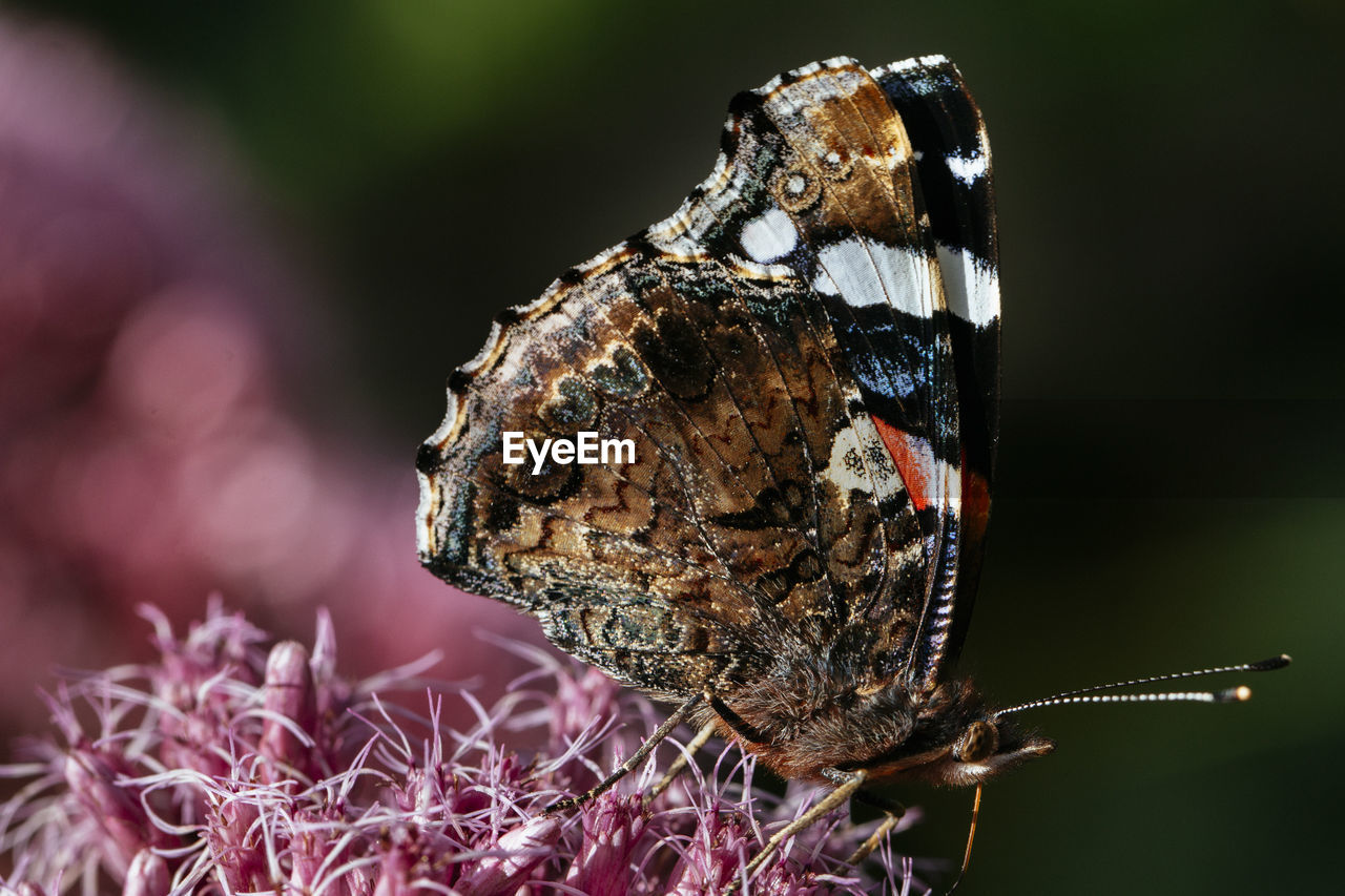 Close-up of butterfly in flower