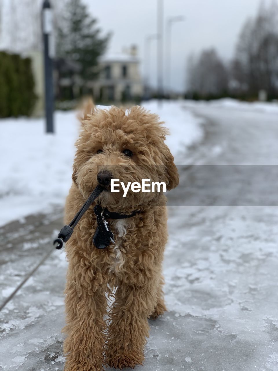 Close-up of dog on snow