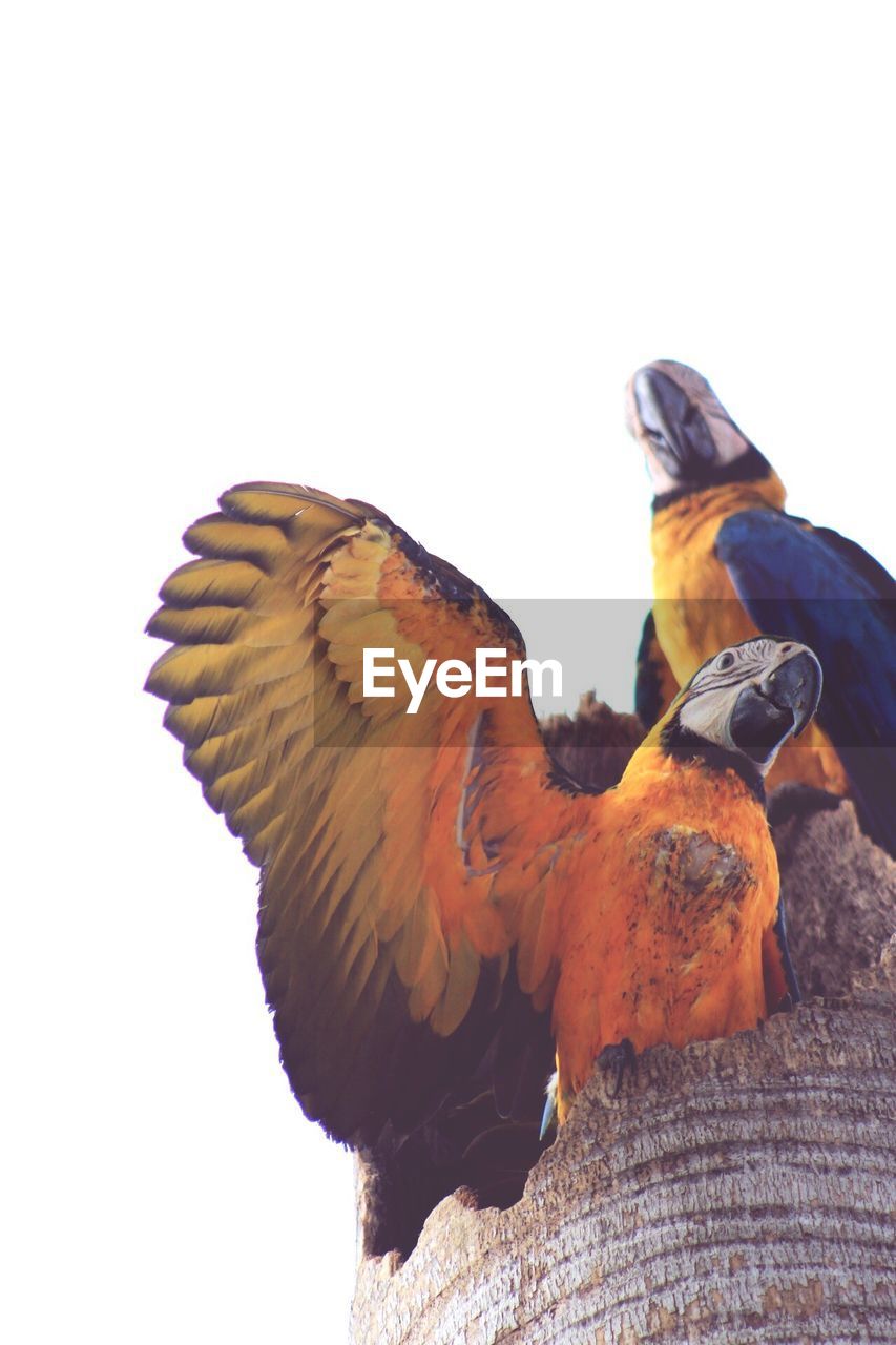 Close-up of bird perching on wood against clear sky