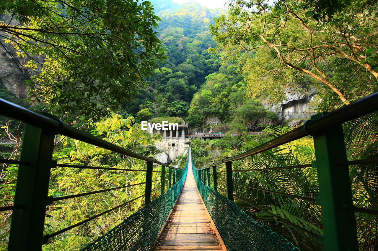 Narrow footbridge along trees