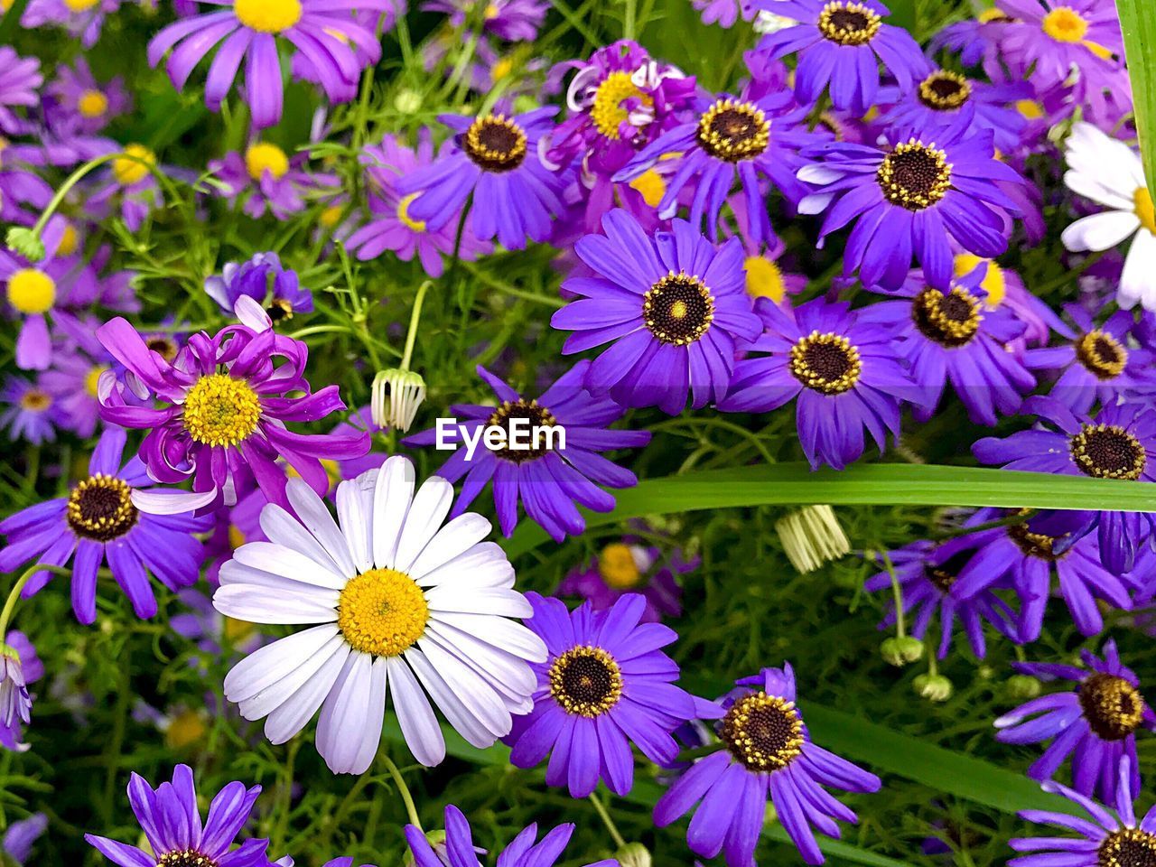 CLOSE-UP OF PURPLE FLOWERS