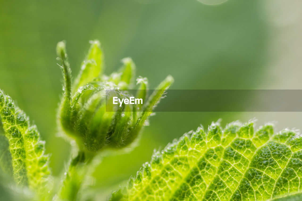 Close-up of green plant