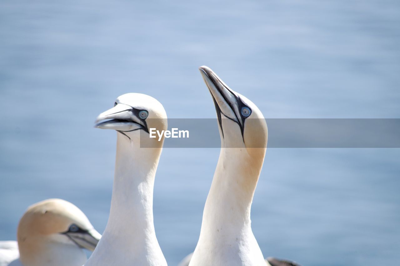 Close-up of gannet birds against calm lake