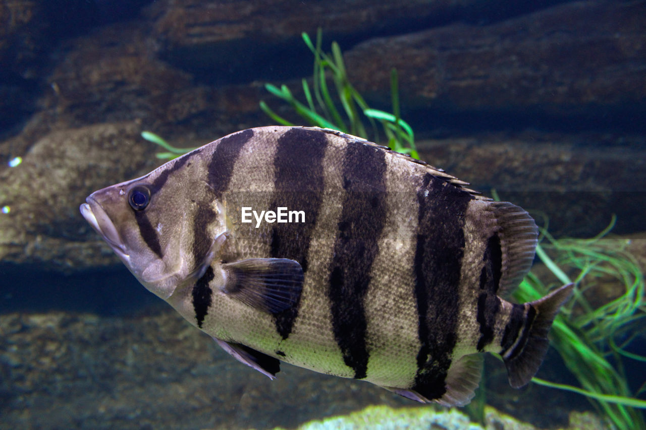 Close-up of fish swimming in sea