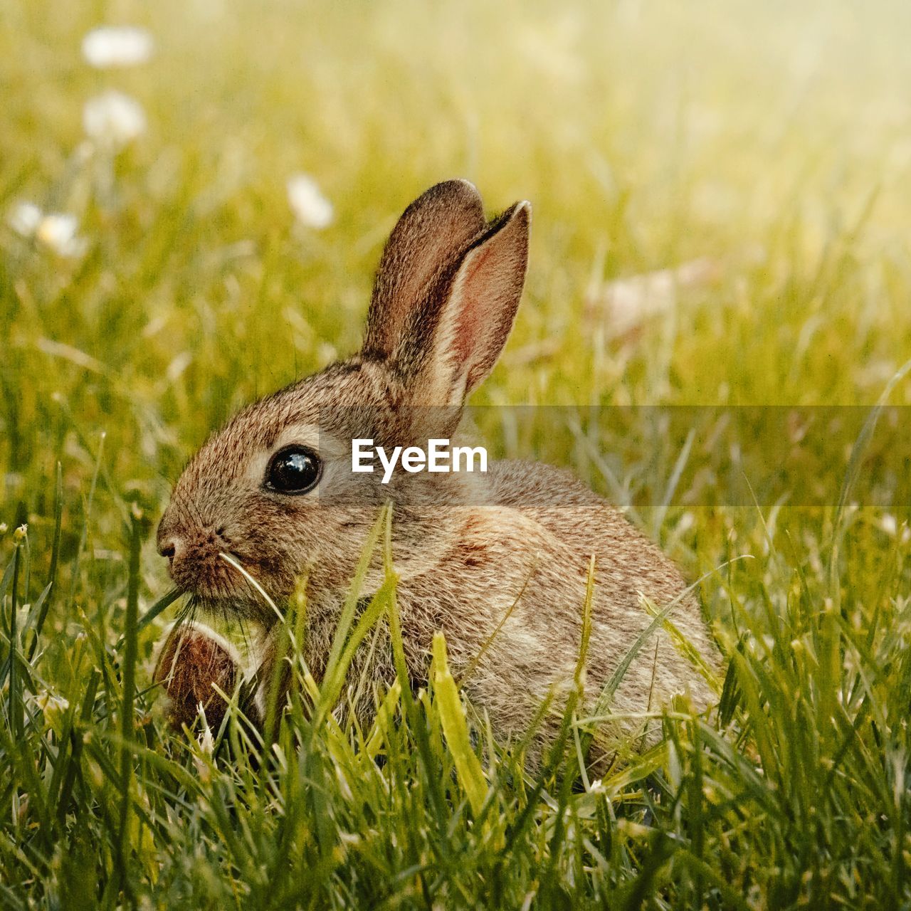 animal, animal themes, grass, animal wildlife, one animal, mammal, pet, rabbits and hares, rabbit, domestic rabbit, plant, wildlife, hare, prairie, nature, close-up, no people, land, field, animal body part, side view, whiskers, day, focus on foreground, green, outdoors, eating, rodent, grass area, grassland, selective focus