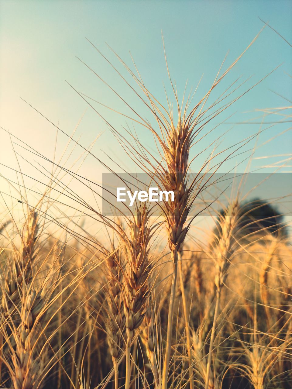 Close-up of stalks in field against sky