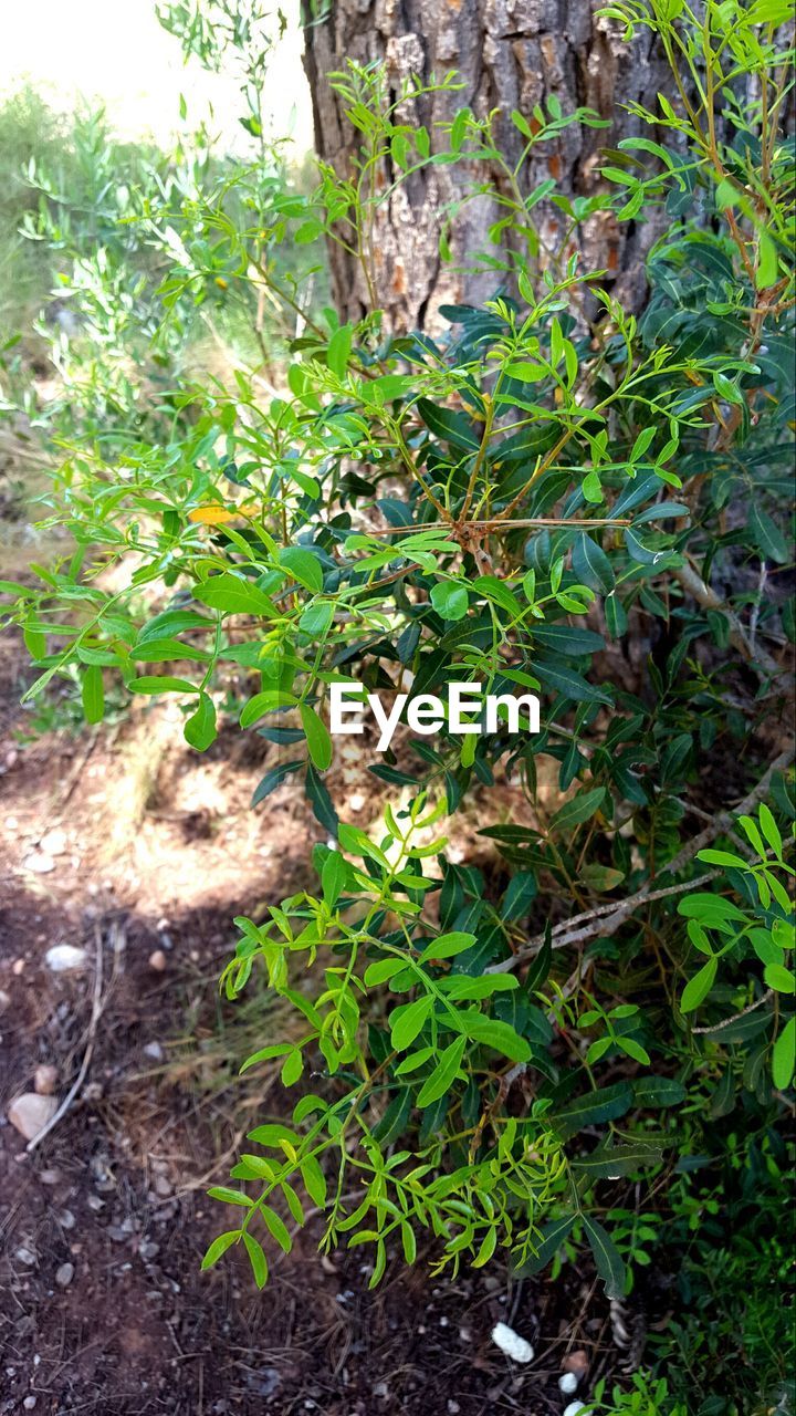 CLOSE-UP OF FRESH GREEN PLANT