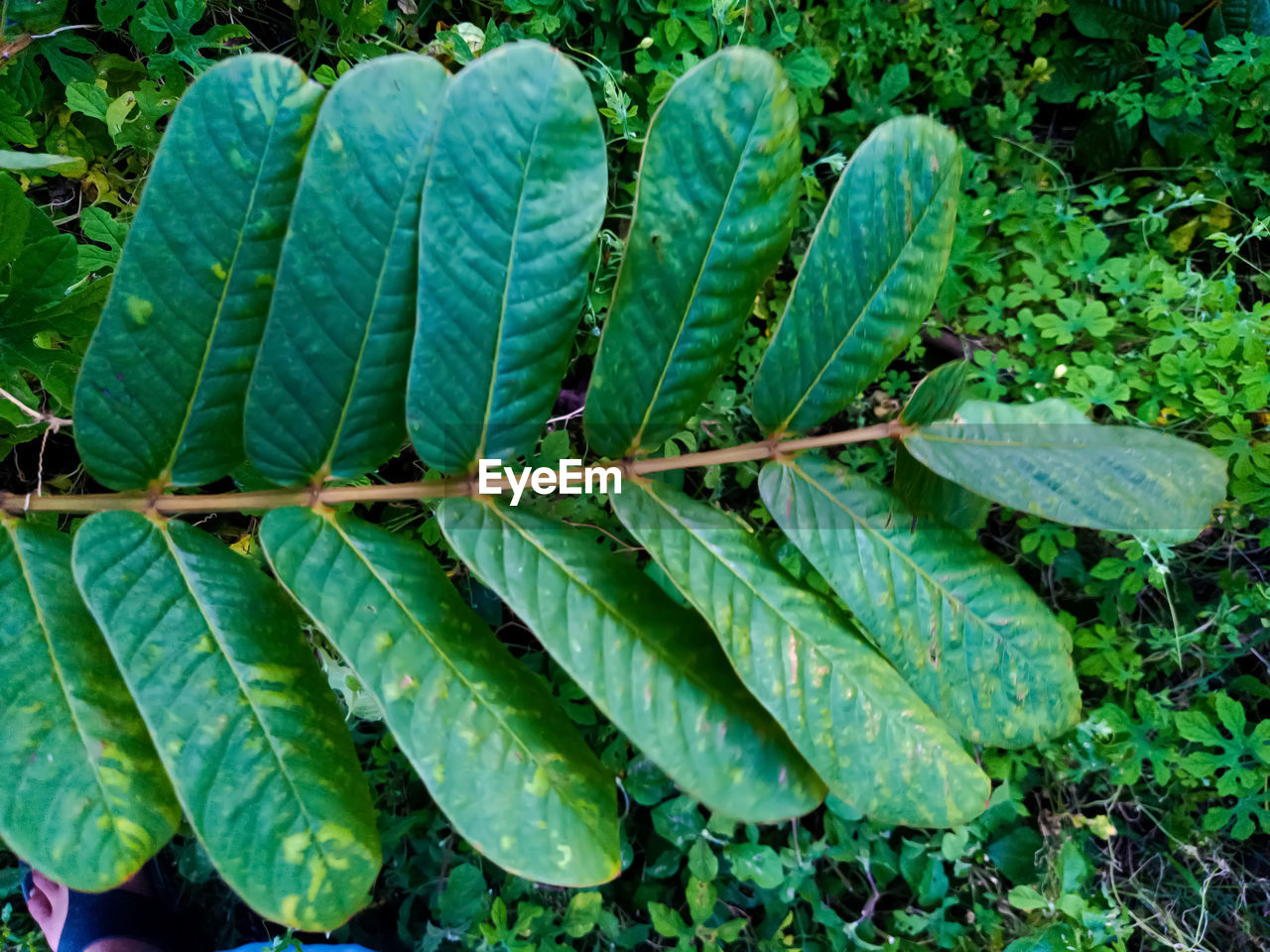 CLOSE-UP OF FRESH GREEN LEAVES ON PLANT