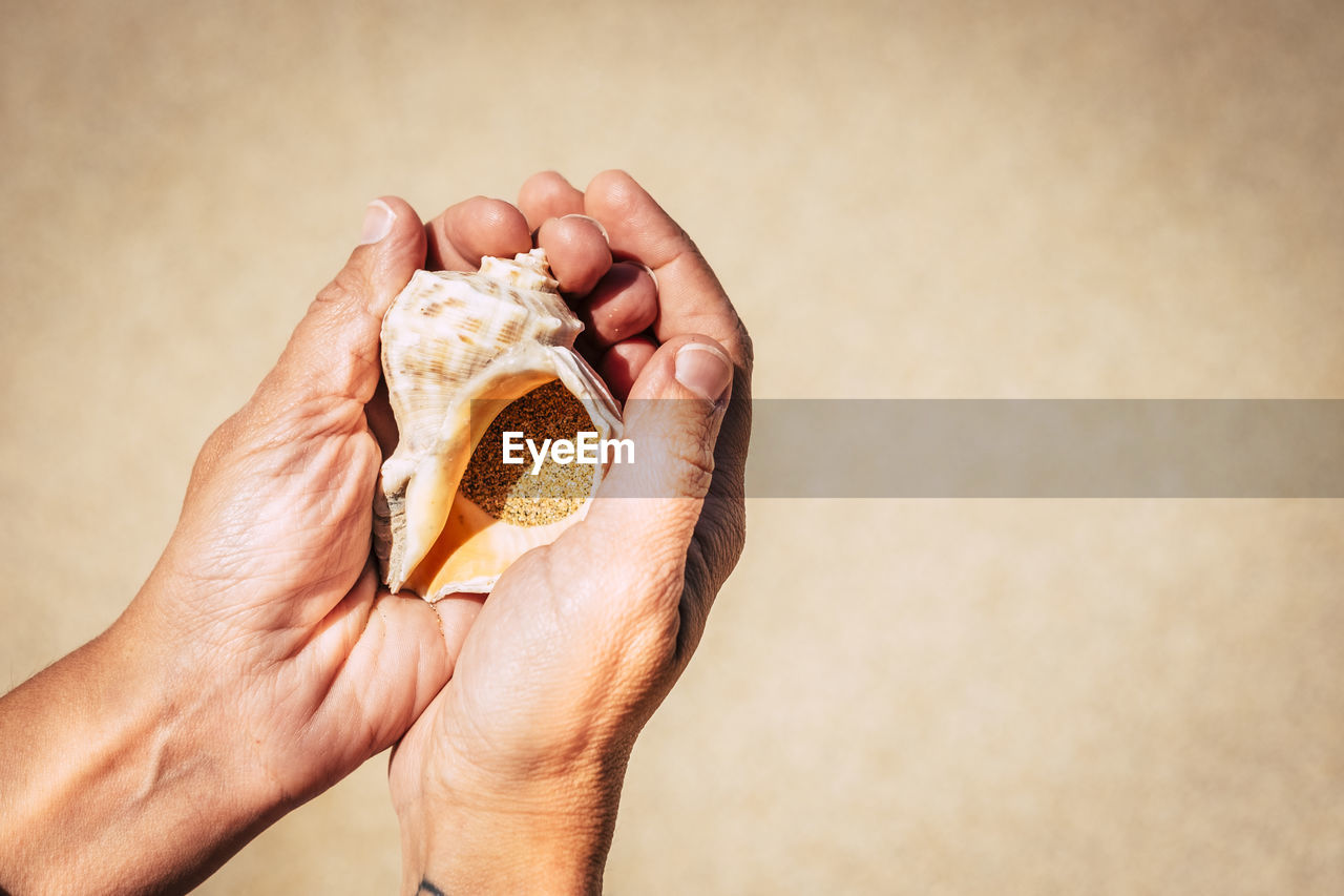 Cropped hands holding seashell at beach