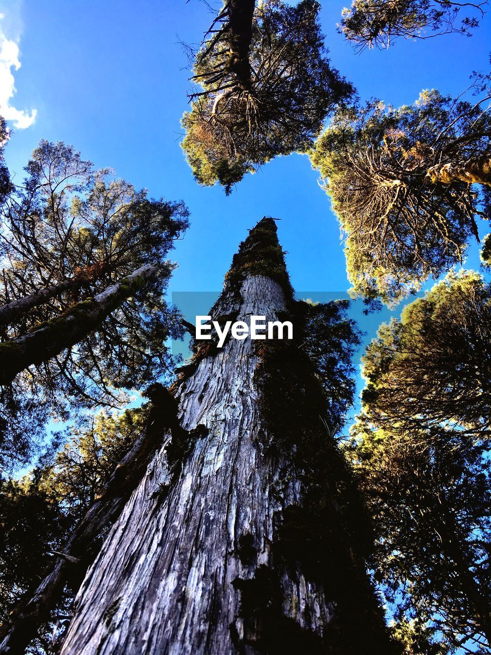 Low angle view of trees against sky