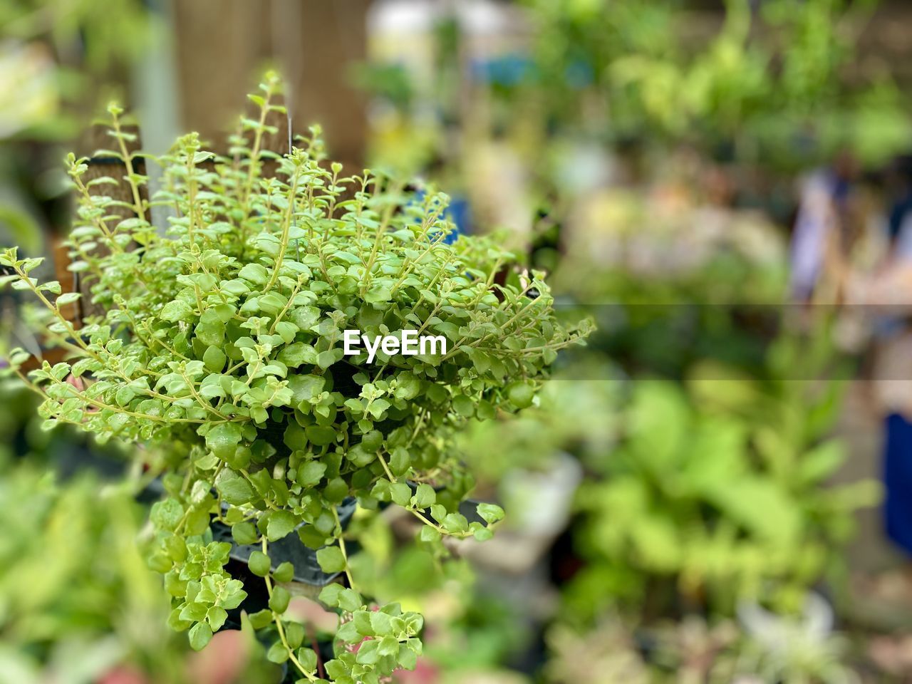 CLOSE-UP OF FLOWERING PLANTS