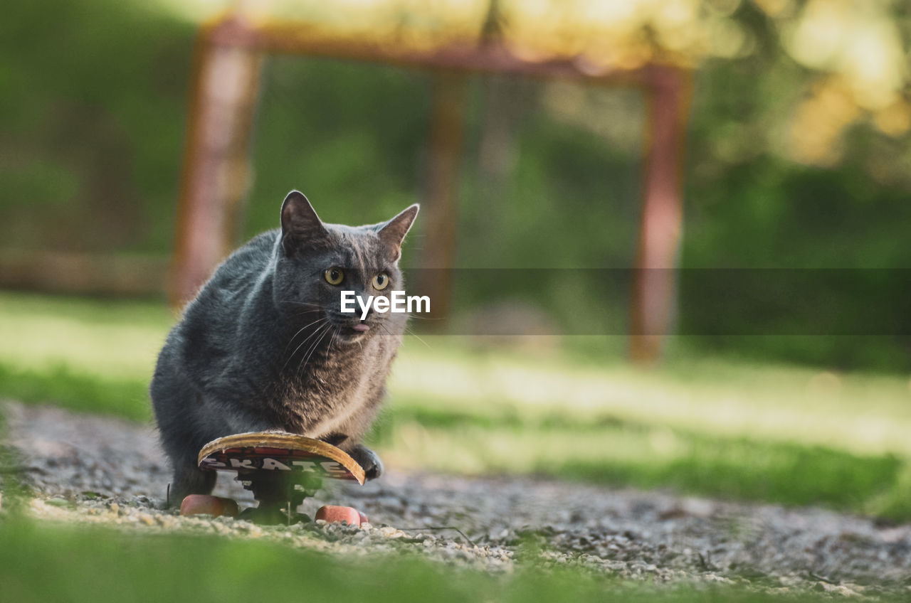 PORTRAIT OF A CAT SITTING