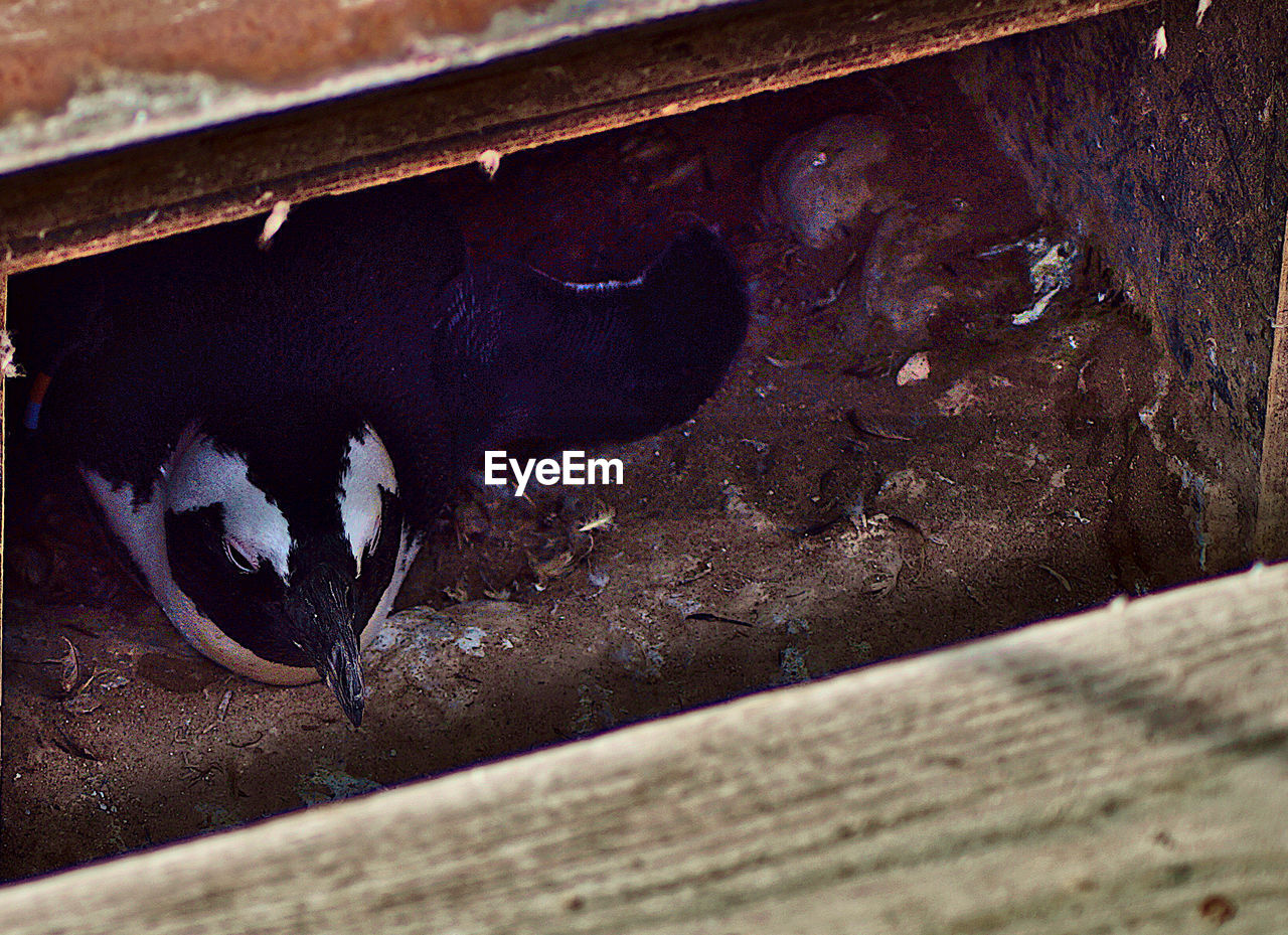 CLOSE-UP OF BIRD