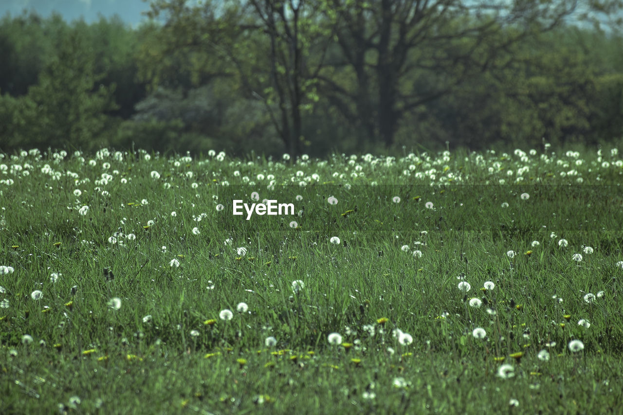 Scenic view of grassy field