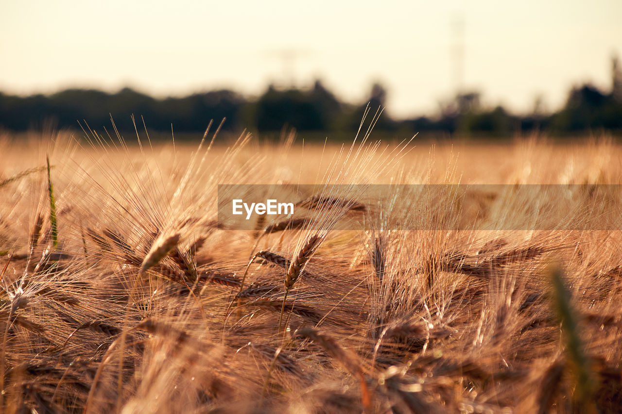 Cereal field with barley ears of wheat in the evening sun