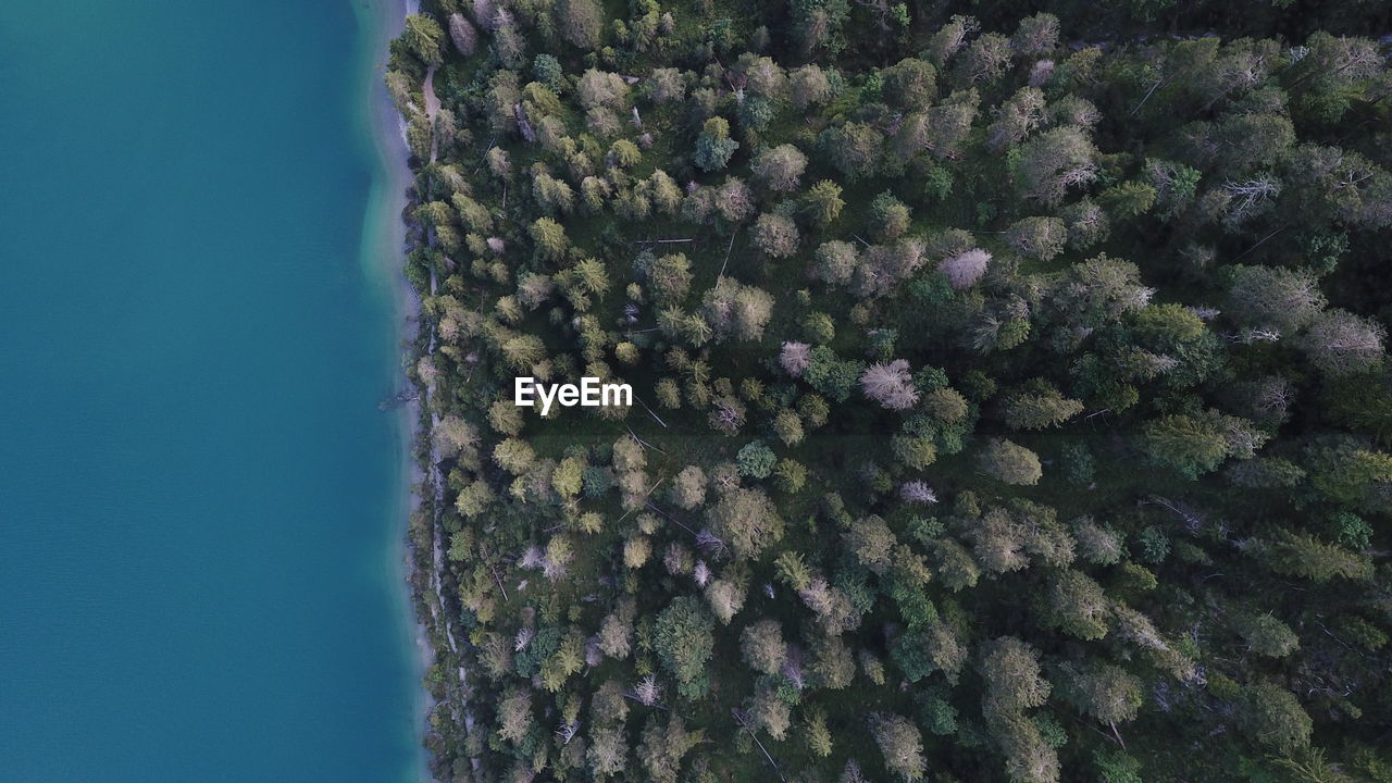 Directly above shot of forest by lake