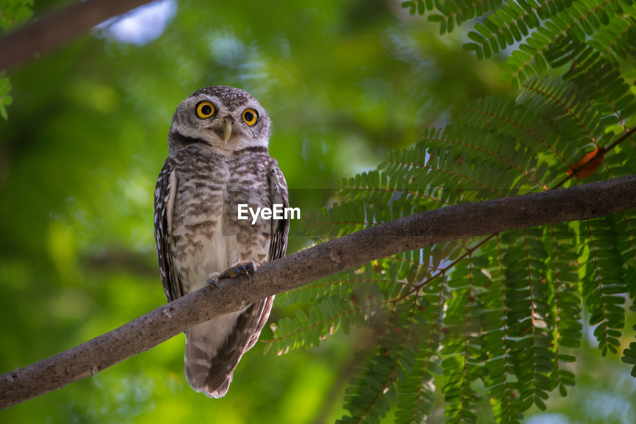 CLOSE-UP OF BIRD PERCHING ON TREE