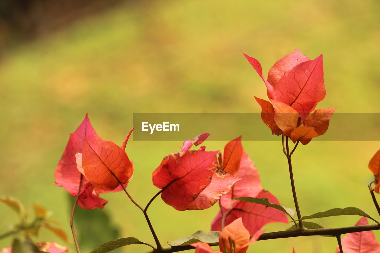 Close-up of red leaves on plant during autumn