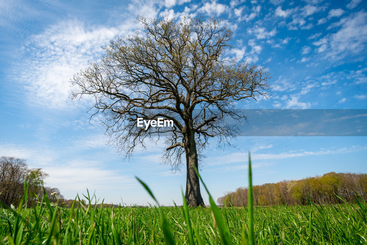 BARE TREE ON FIELD