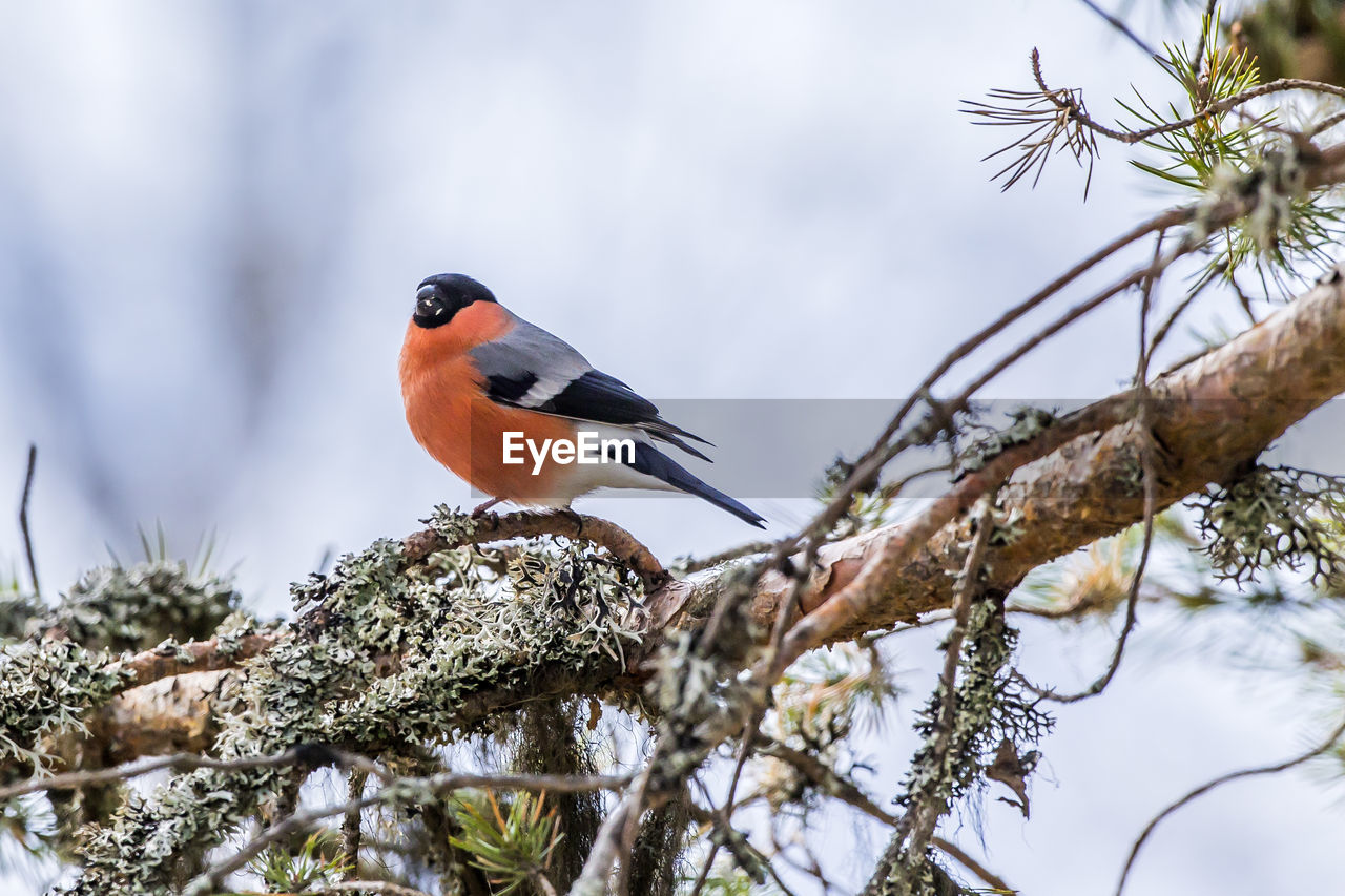 BIRD PERCHING ON A BRANCH