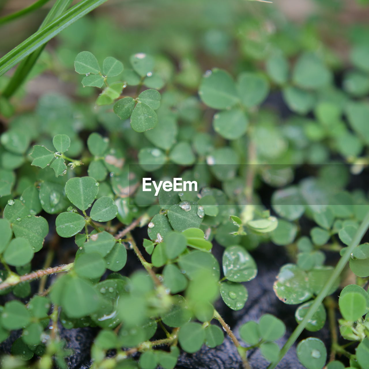 RAINDROPS ON LEAVES