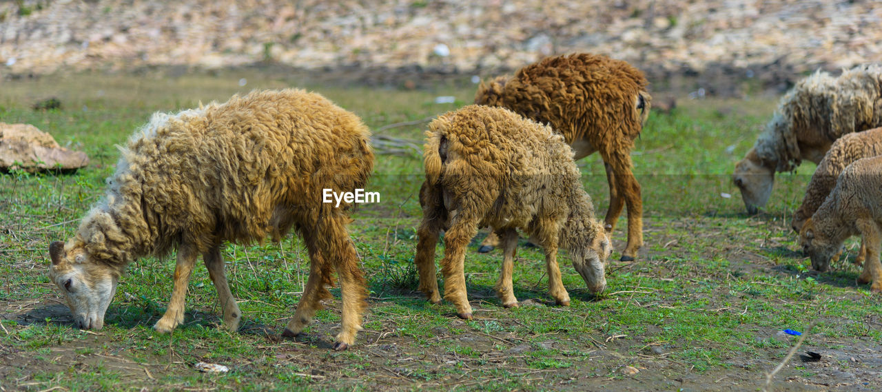 HERD OF SHEEP GRAZING IN FIELD
