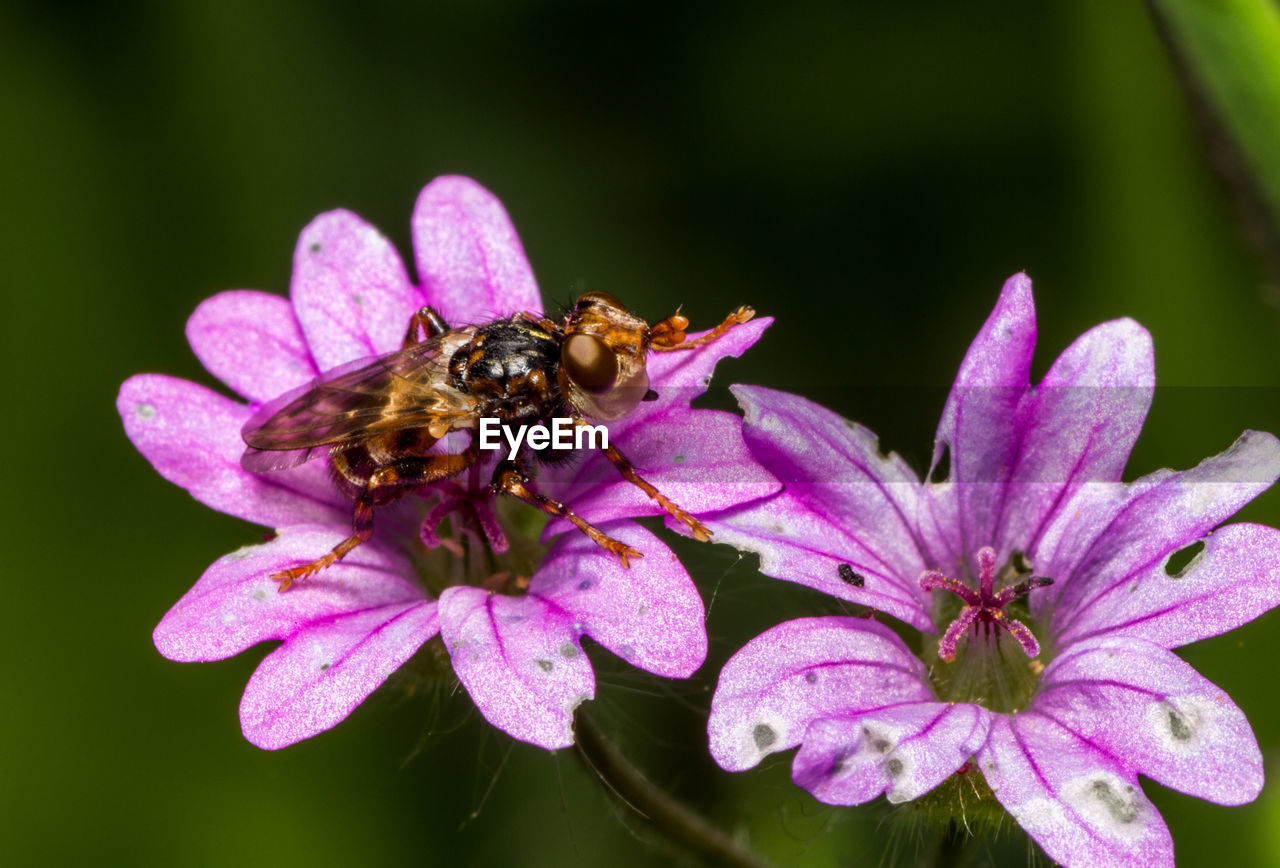 BEE POLLINATING ON FLOWER
