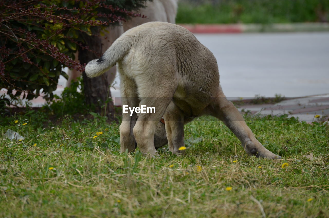 VIEW OF DOG ON FIELD