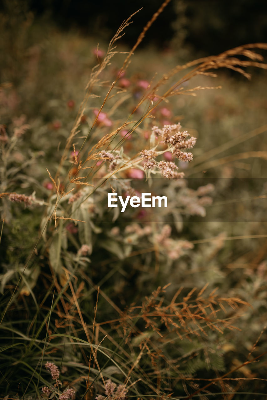 plant, nature, leaf, grass, autumn, flower, growth, beauty in nature, no people, macro photography, land, focus on foreground, branch, close-up, flowering plant, outdoors, day, wildflower, environment, tree, tranquility, selective focus, food, freshness, field, fragility