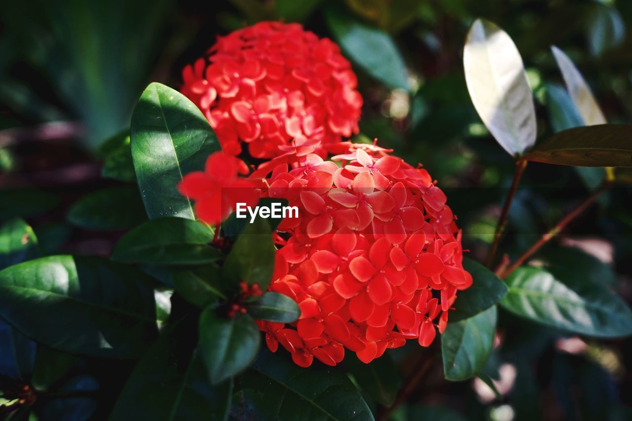 Close-up of red flowering plants