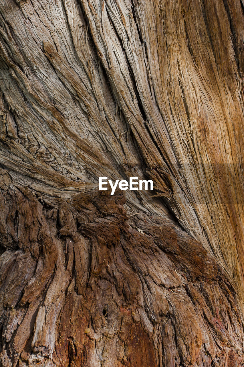 FULL FRAME OF TREE TRUNK