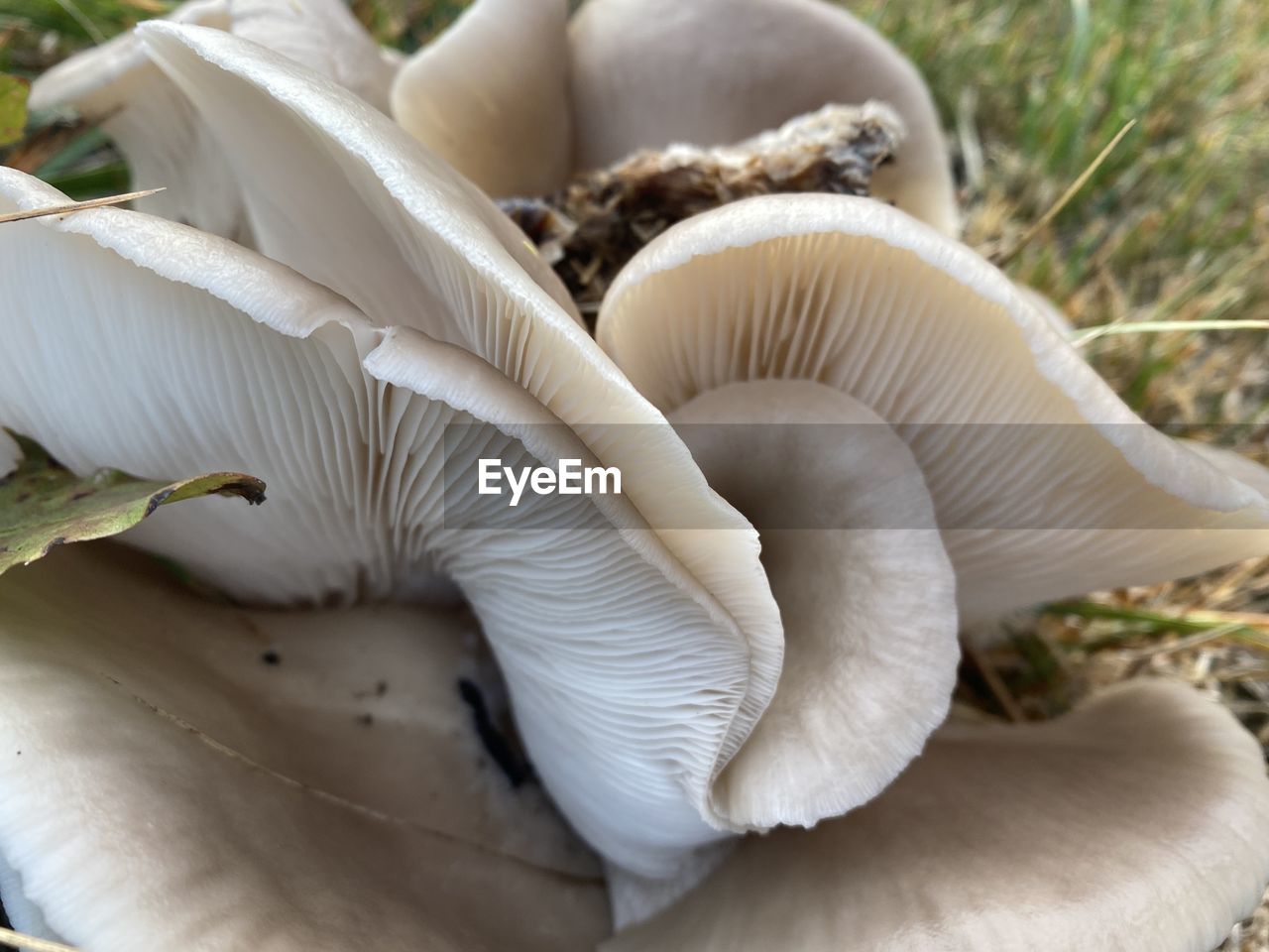 close-up of mushrooms growing outdoors