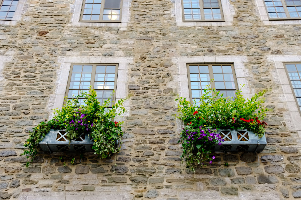 LOW ANGLE VIEW OF POTTED PLANT ON WALL