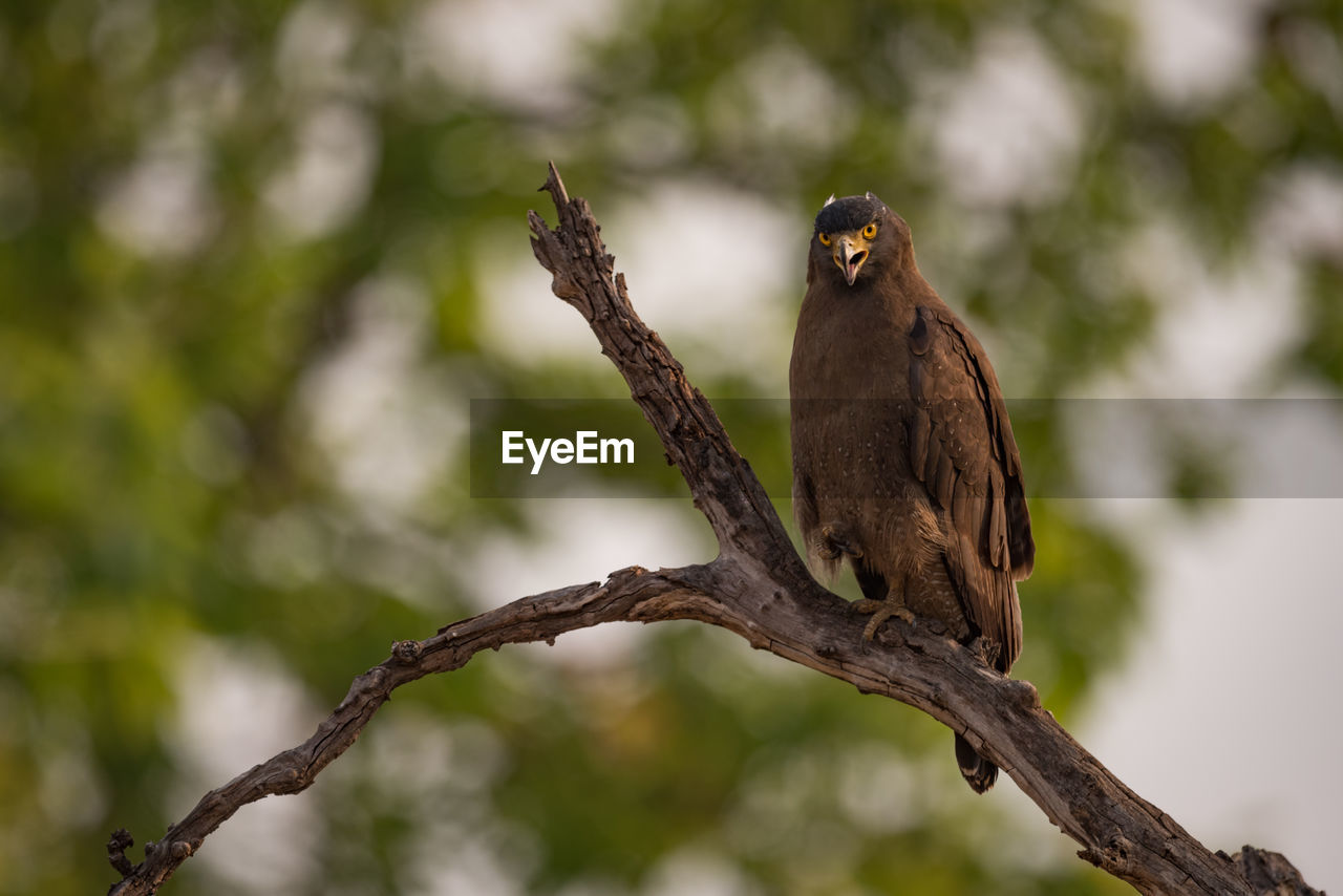 Alert eagle perching on branch